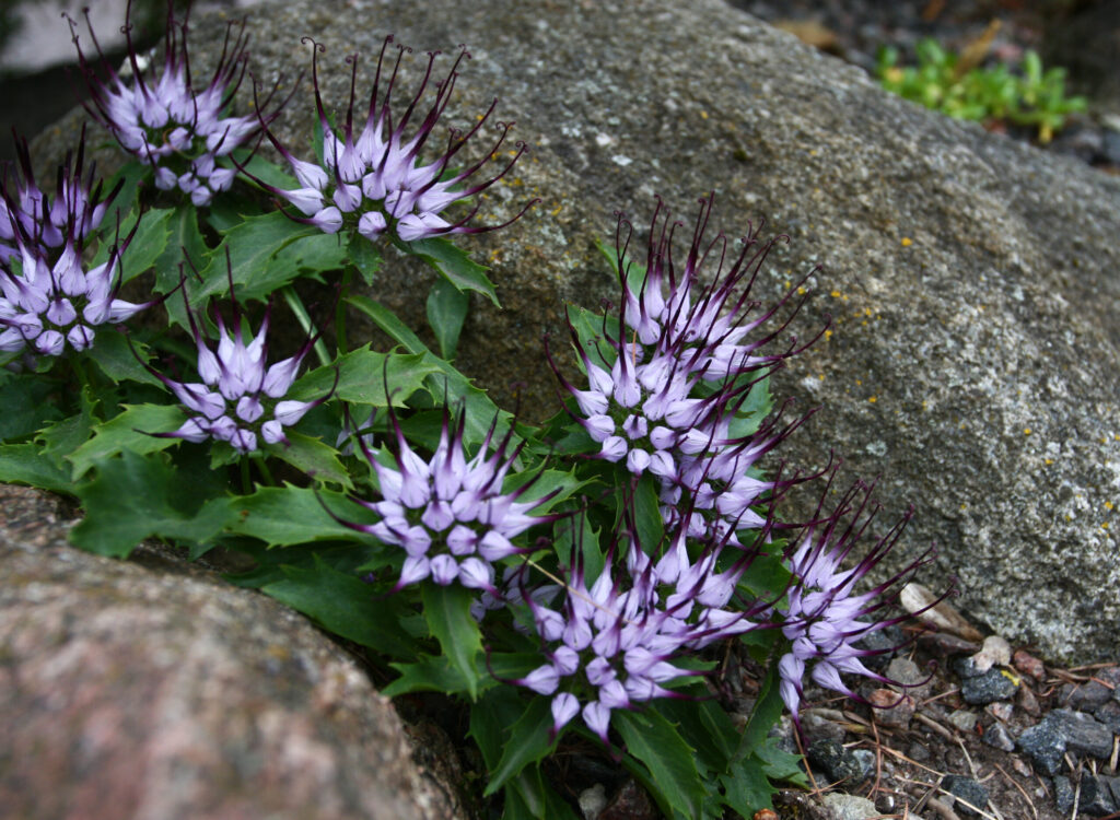 physoplexis comosa 8 scaled.jpg